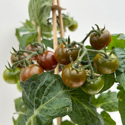 Kölle Naschgemüse Tomaten Mix 'Pick-&-Joy®, Topf-Ø 14 cm, 4 Pflanzen
