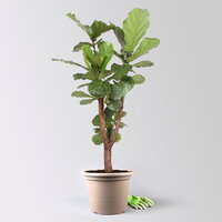 Geigenfeige, verzweigt, Topf-Ø 45 cm, Höhe ca. 190 cm