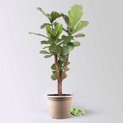 Geigenfeige, verzweigt, Topf-Ø 45 cm, Höhe ca. 190 cm