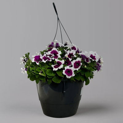 Petunie 'Cascadias™ Rim Cherry', magenta-weiß, hängend, Ampeltopf-Ø 27 cm