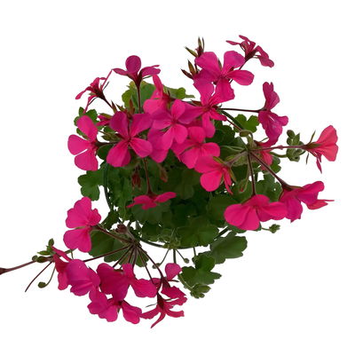 Geranie 'Rainbow Neon Purple', pink, hängend, Topf-Ø 13 cm, 6 Pflanzen