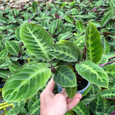 Calathea zebrina, grün gemustert, Topf Ø 12 cm, 2 Pflanzen