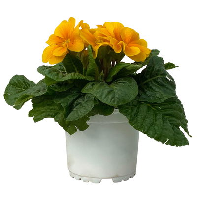 Primel dunkelgelb bis orange, Topf-Ø 10,5 cm, 8 Pflanzen Primel dunkelgelb bis orange, Topf-Ø 10,5 cm, 8 Pflanzen