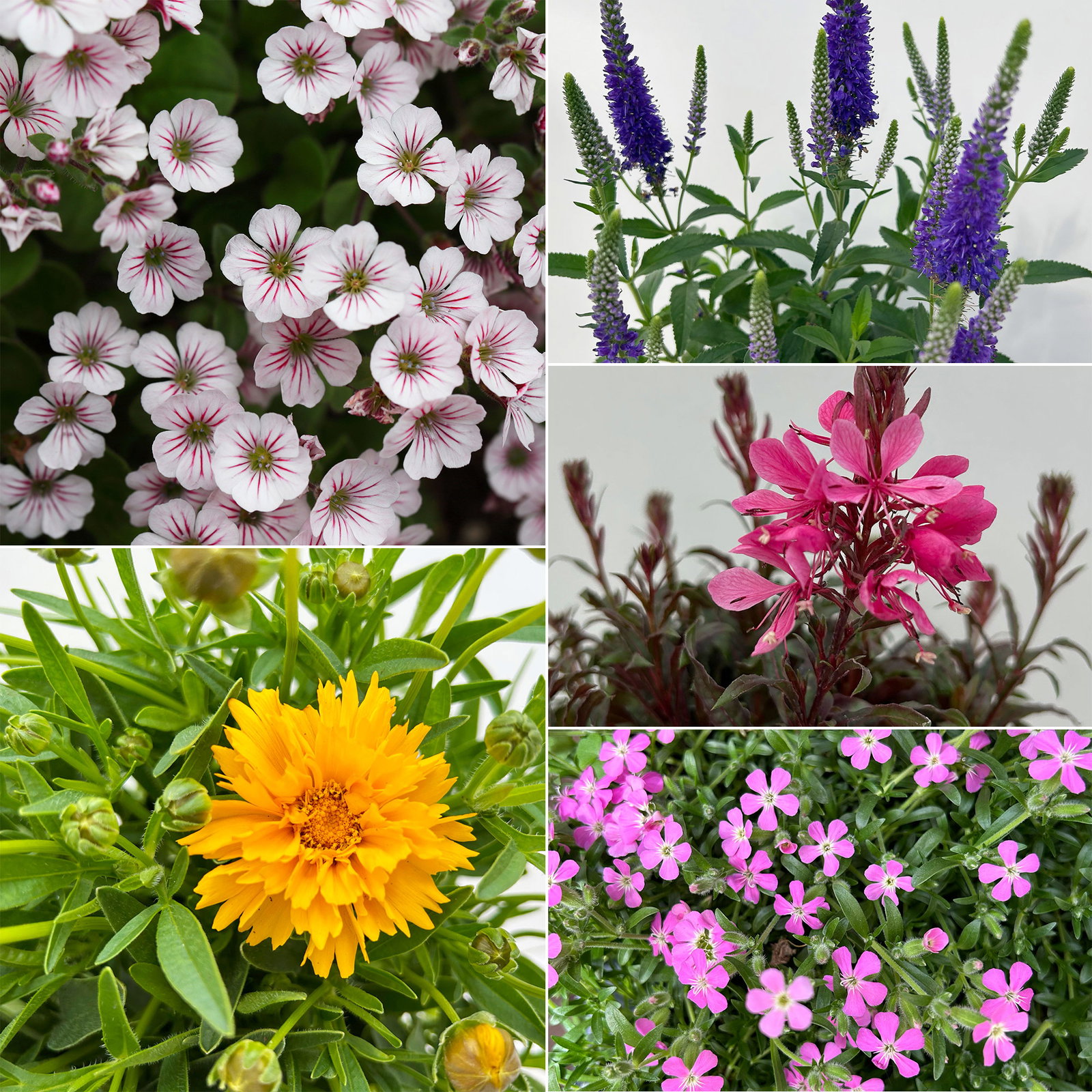 Pflanzenkreation Blütengeflüster, 5 Pflanzen inkl. Erde und Dünger