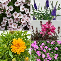 Pflanzenkreation Blütengeflüster, 5 Pflanzen inkl. Erde und Dünger