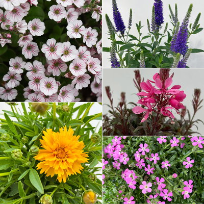 Pflanzenkreation Blütengeflüster, 5 Pflanzen inkl. Erde und Dünger