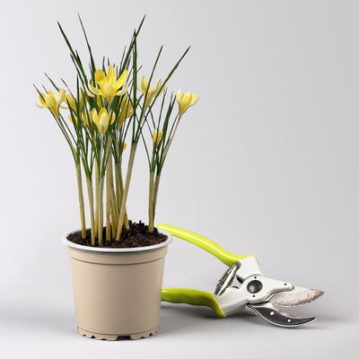 Wild Krokus 'Cream Beauty', hellgelb bis cremeweiß, Topf-Ø 10,5 cm, 6 Pflanzen