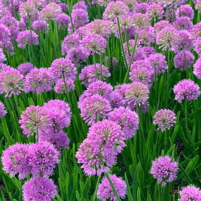 Bio Zierlauch 'Millenium', rotviolett, Topf 11x11 cm, 3 Pflanzen Bio Zierlauch 'Millenium', rotviolett, Topf 11x11 cm, 3 Pflanzen