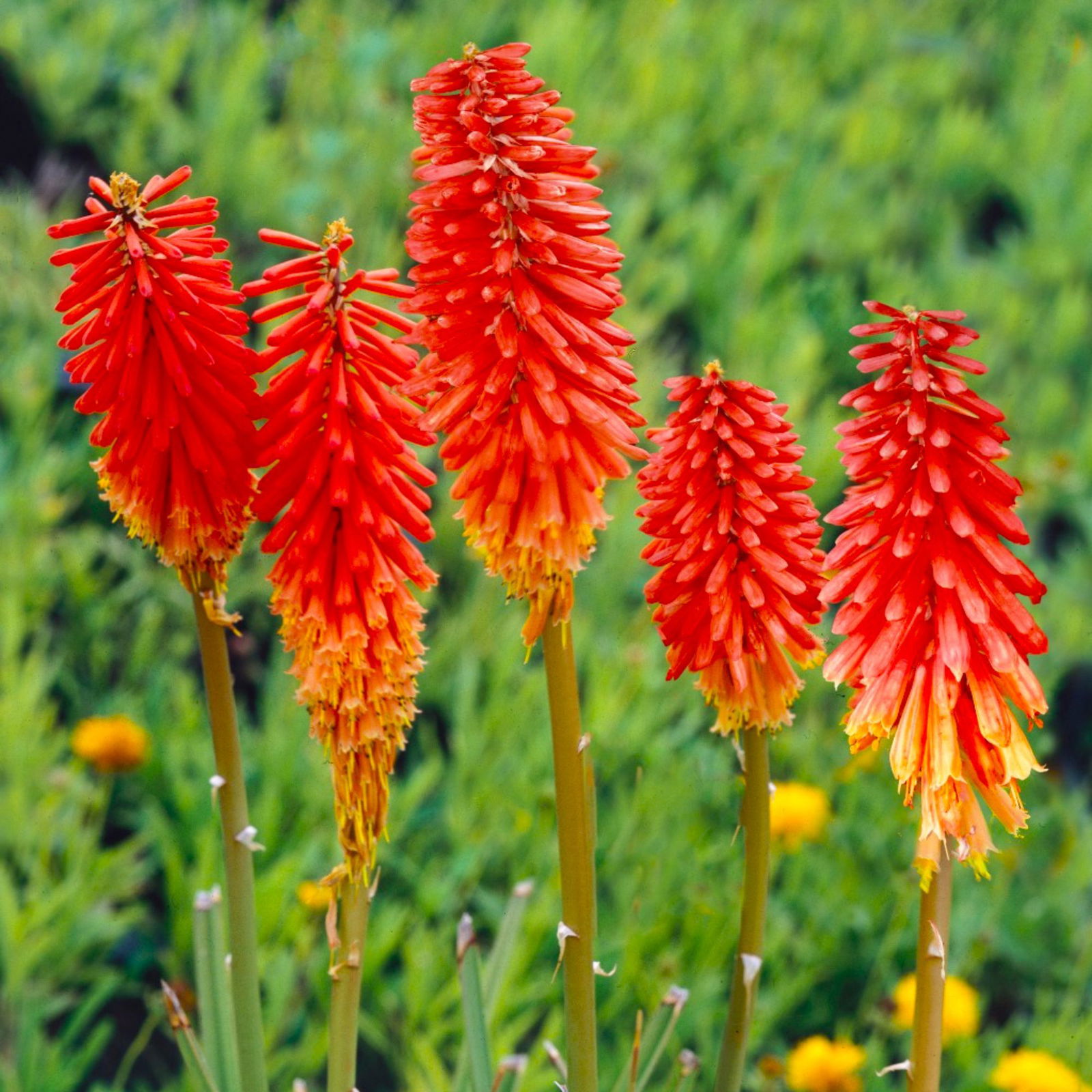 Kölle's Beste Fackellilie Mix orange, gelb, rot 19 cm Topf