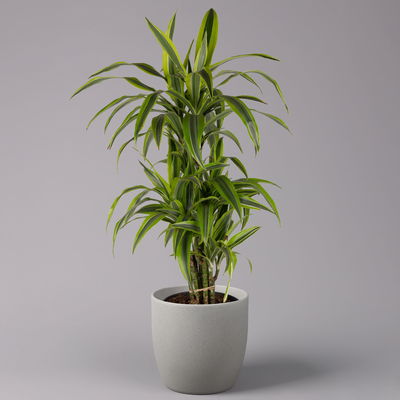 Duftender Drachenbaum 'Lemon Lime', verzweigt, Topf-Ø 24 cm, Höhe ca. 80 cm