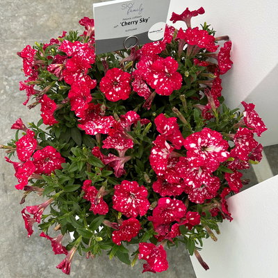 Petunie 'Cherry Sky' rot-weiß, hängend, Topf-Ø 13 cm, 6 Pflanzen Petunie 'Cherry Sky' rot-weiß, hängend, Topf-Ø 13 cm, 6 Pflanzen