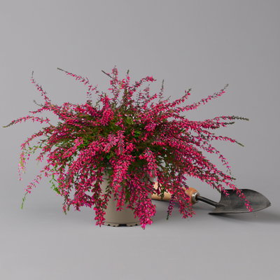 Knospenheide 'Rasta Girls®', überhängend, rot, Topf-Ø 13 cm, 6 Pflanzen Knospenheide 'Rasta Girls®', überhängend, rot, Topf-Ø 13 cm, 6 Pflanzen