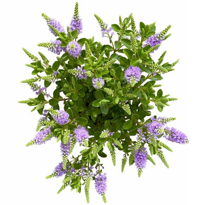 Hebe 'All Blooms®', blau, Topf-Ø 10,5 cm, 6 Pflanzen Hebe 'All Blooms®', blau, Topf-Ø 10,5 cm, 6 Pflanzen