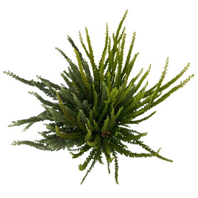 Besenheide 'SKYLINE® Trio' Mix zufällig, Topf-Ø 13 cm, 3 Pflanzen