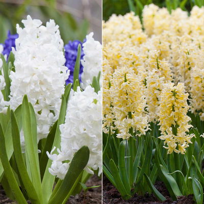 Hyazinthe, weiß & gelb, vorgetrieben, Topf-Ø 12 cm, 6 Pflanzen