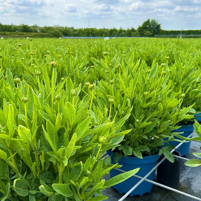 Großblumiges Mädchenauge 'Early Sunrise', goldgelb, Topf 3 l Großblumiges Mädchenauge 'Early Sunrise', goldgelb, Topf 3 l