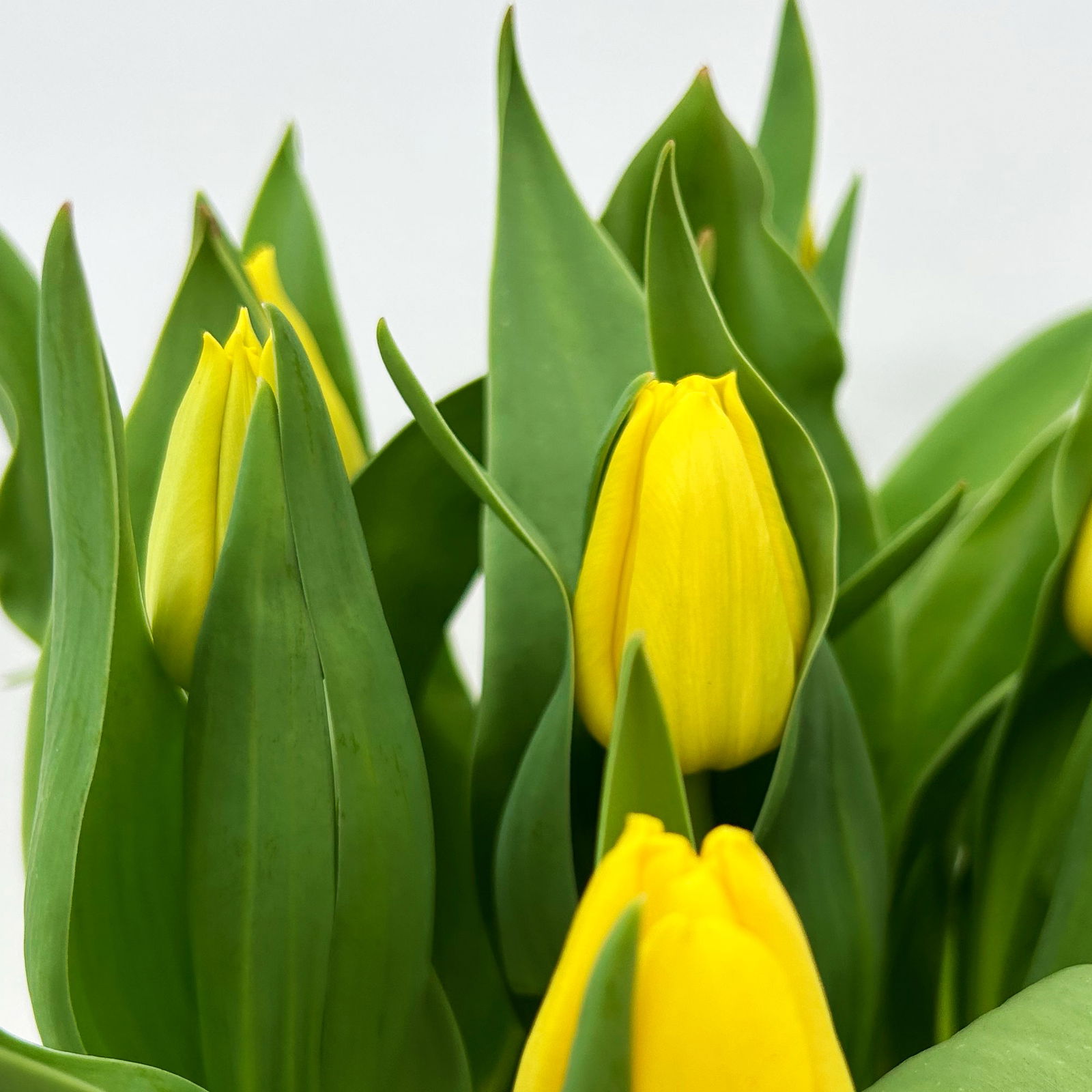 Tulpe gelb-rot, vorgetrieben, Topf-Ø 15 cm, 3 Pflanzen