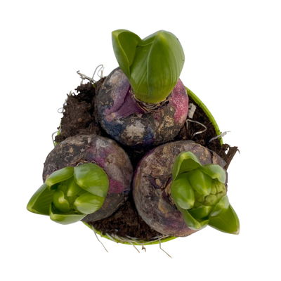 Hyazinthe, rot, vorgetrieben, Topf-Ø 12 cm, 6 Pflanzen