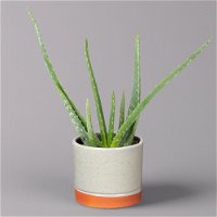 Aloe vera in Keramiktopf Lauren grün, Topf-Ø 12 cm, Höhe ca. 35 cm