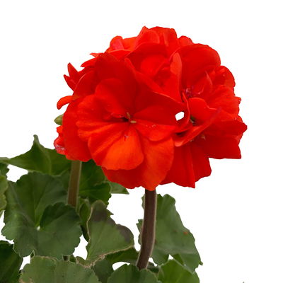 Geranie orangerot, Topf-Ø 13cm, 6 Stück