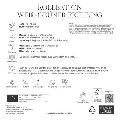 Kölles Beste Kollektion 'Weiß-grüner Frühling®', 25 Blumenzwiebeln