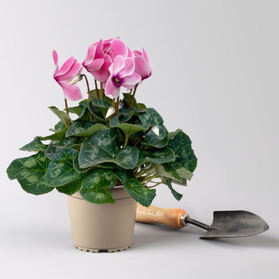 Alpenveilchen 'Meine Beste', pink, Topf-Ø 13 cm, 3 Pflanzen