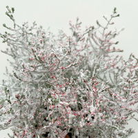 Calocephalus, winterweiß, rot geglittert, Topf-Ø 12 cm, 6 Pflanzen