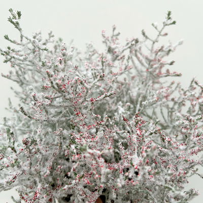 Calocephalus, winterweiß, rot geglittert, Topf-Ø 12 cm, 6 Pflanzen