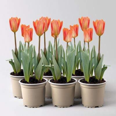 Tulpe orange, vorgetrieben, Topf-Ø 10 cm, 6 Pflanzen