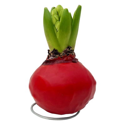 Hyazinthe in Wachs, weiß-rot zufällig, 4 Stück Hyazinthe in Wachs, weiß-rot zufällig, 4 Stück