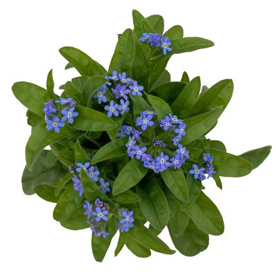 Vergissmeinnicht, blau, Topf-Ø 10,5 cm, 6 Pflanzen