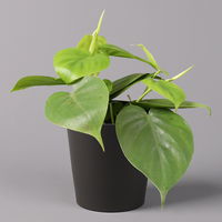 Philodendron scandens in Topf anthrazit, Topf-Ø 12 cm, Höhe ca. 20 cm, 2er-Set