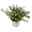 Japanische Scheinmyrte, 6er-Set, Cuphea hyssopifolia, weiß, Topf 11 cm Ø