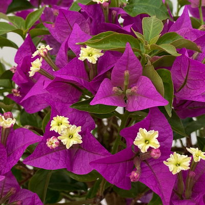 Bougainvillea, Ministamm, Topf-Ø 18 cm, Höhe ca. 50-60 cm