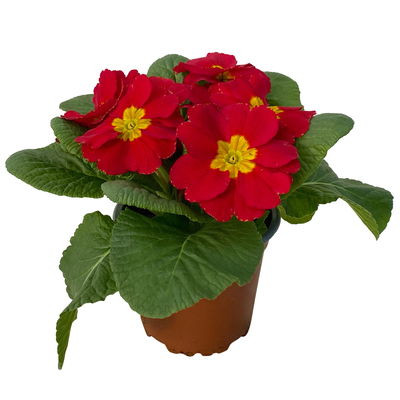 Primel rot, Topf-Ø 10,5 cm, 8 Pflanzen Primel rot, Topf-Ø 10,5 cm, 8 Pflanzen