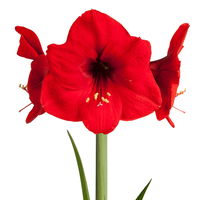 Amaryllis in Wachs, im Pullover 