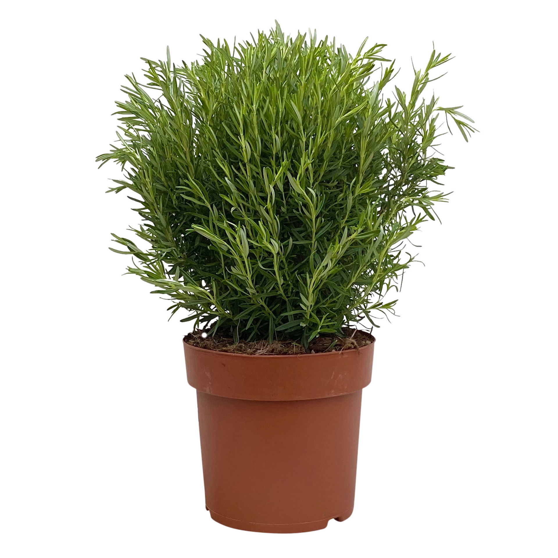 Rosmarin, Busch, TopfØ 23 cm online kaufen │ PflanzenKölle
