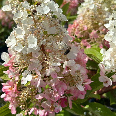 Rispenhortensie 'Pinky Winky'® DVP PinkyⓈ, Höhe ca. 30-40 cm, Topf 5 Liter Rispenhortensie 'Pinky Winky'® DVP PinkyⓈ, Höhe ca. 30-40 cm, Topf 5 Liter