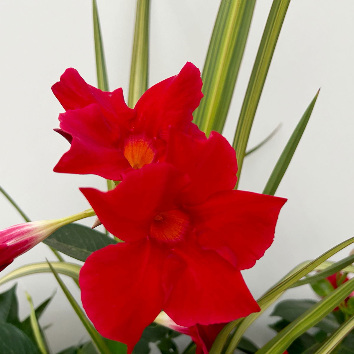 Mixtopf Dipladenia mit Keulenlilie, Farbe zufällig, Topf-Ø 26 cm