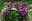 violette Kapkörbchen pflanzen im Kübel