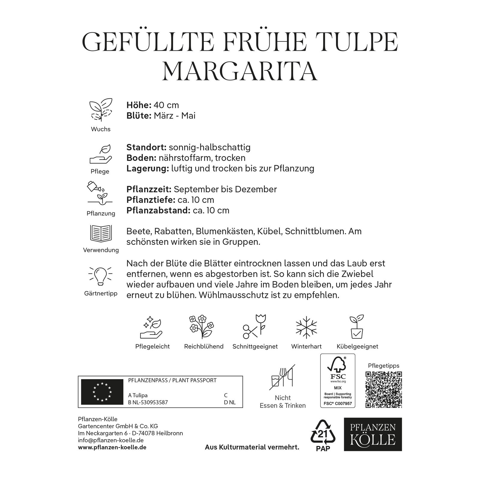 gefüllte Tulpen 'Margarita', violett, Größe 11/12, 7 Blumenzwiebeln