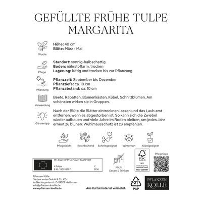 gefüllte Tulpen 'Margarita', violett, Größe 11/12, 7 Blumenzwiebeln