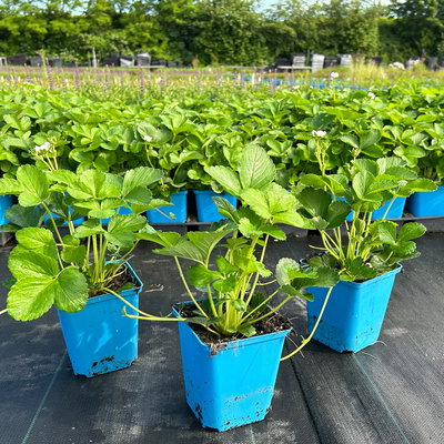 Bio Hummi® Erdbeere 'Neue Mieze', Topf 11x11cm, 3 Pflanzen