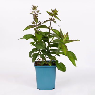 Bio Flammenblume 'Uspech' violett, Topf 11x11 cm, 3 Pflanzen