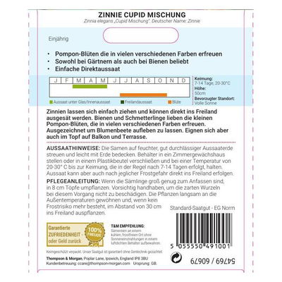 Zinnie Cupid Mischung  / einjährig, einfaches Heranziehen