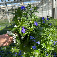Männertreu 'mehrfarbig', hängend, blau-weiß, Topf-Ø 12 cm, 6 Pflanzen