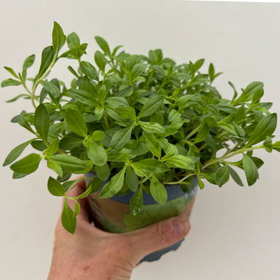Bio Bergbohnenkraut, Topf-Ø 12cm, frisch aus unserer Bio-Gärtnerei Bio Bergbohnenkraut, Topf-Ø 12cm, frisch aus unserer Bio-Gärtnerei