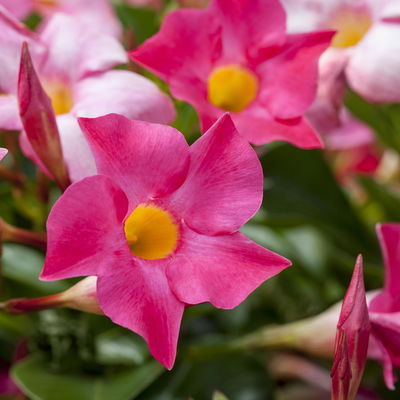 Dipladenie rosa/pink, Pyramide, Topf-Ø 23 cm, Höhe ca. 110 cm