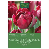 Tulpen 'Antraciet', Dunkelrot, gefüllte Blüten, 7 Blumenzwiebeln