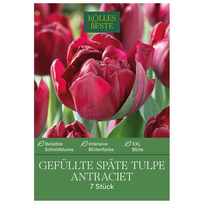 Tulpen 'Antraciet', Dunkelrot, gefüllte Blüten, 7 Blumenzwiebeln Tulpen 'Antraciet', Dunkelrot, gefüllte Blüten, 7 Blumenzwiebeln